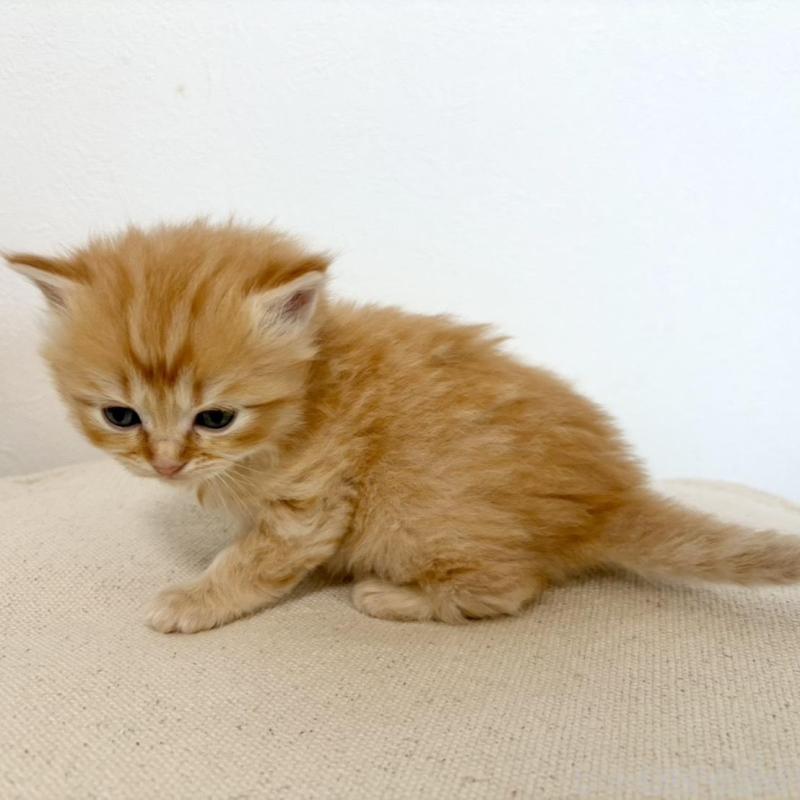 販売中の兵庫県のサイベリアン-135813の5枚目