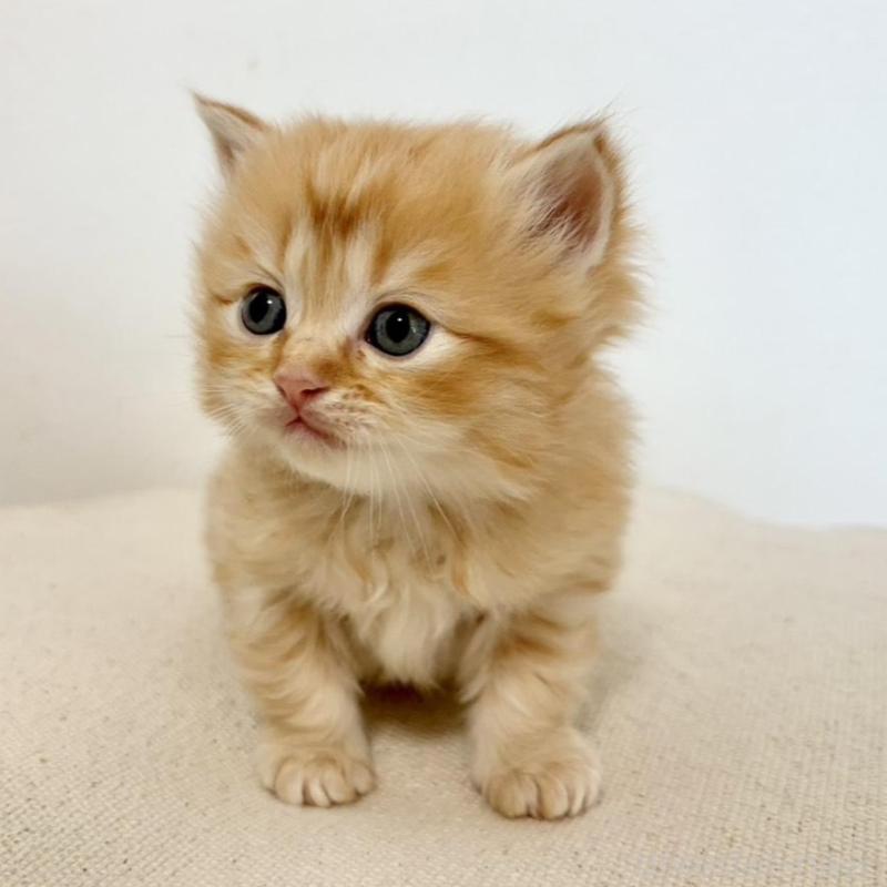 販売中の兵庫県のサイベリアン-135813の4枚目