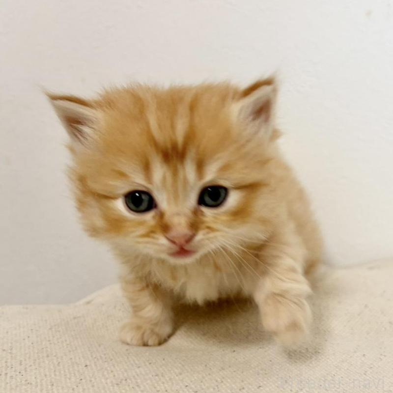 販売中の兵庫県のサイベリアン-135813の3枚目