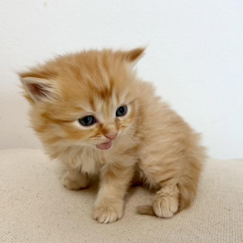 販売中の兵庫県のサイベリアン-135813の2枚目