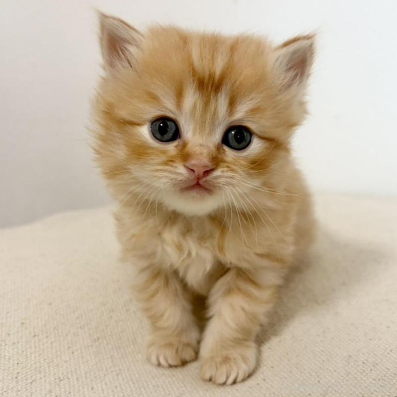 販売中の兵庫県のサイベリアン-135813の1枚目