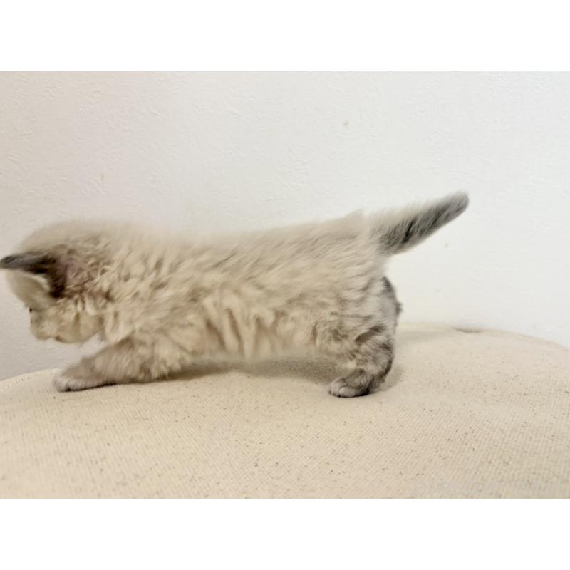 販売中の兵庫県のサイベリアン-135814の11枚目