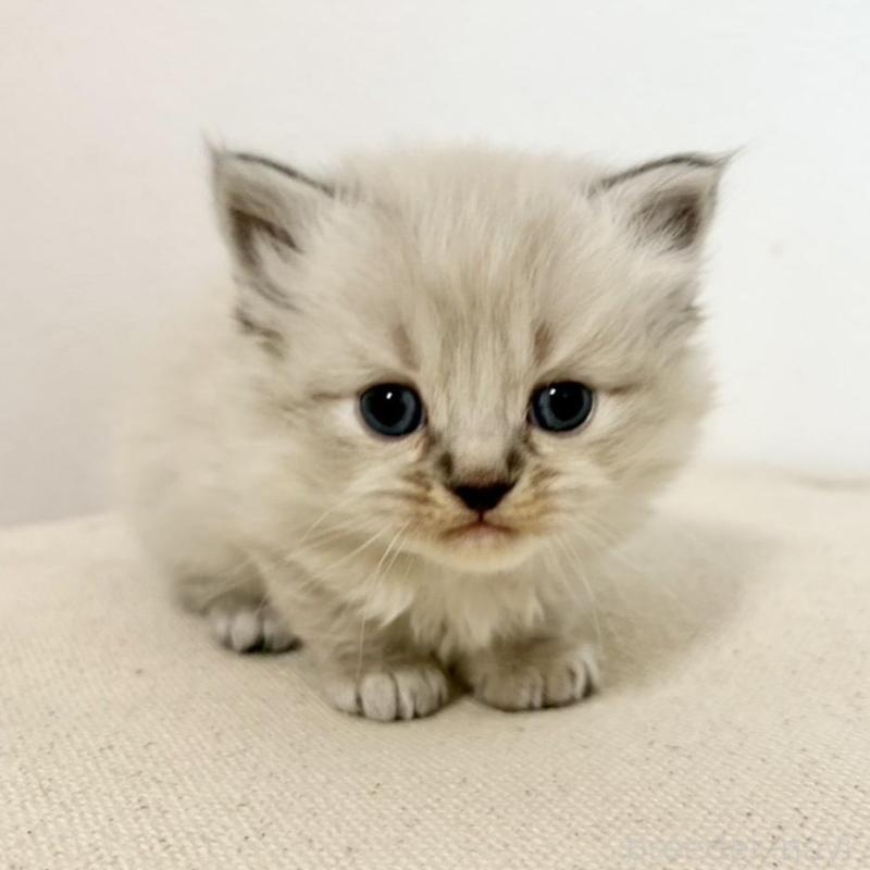 販売中の兵庫県のサイベリアン-135814の10枚目