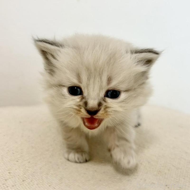 販売中の兵庫県のサイベリアン-135814の9枚目