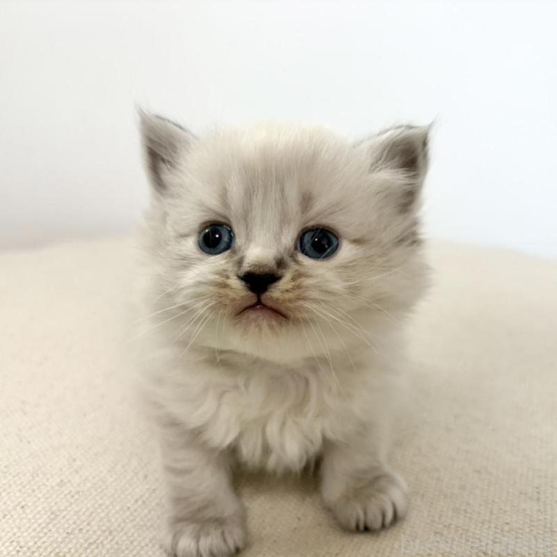 販売中の兵庫県のサイベリアン-135814の8枚目