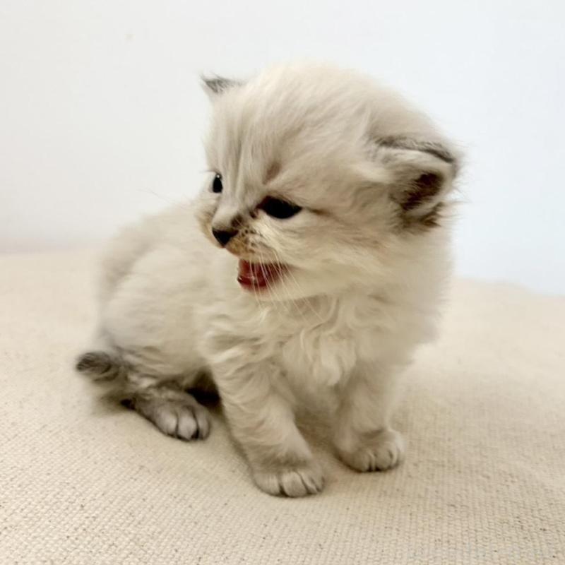 販売中の兵庫県のサイベリアン-135814の7枚目