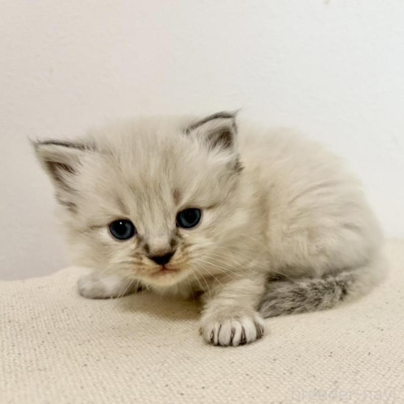 販売中の兵庫県のサイベリアン-135814の4枚目