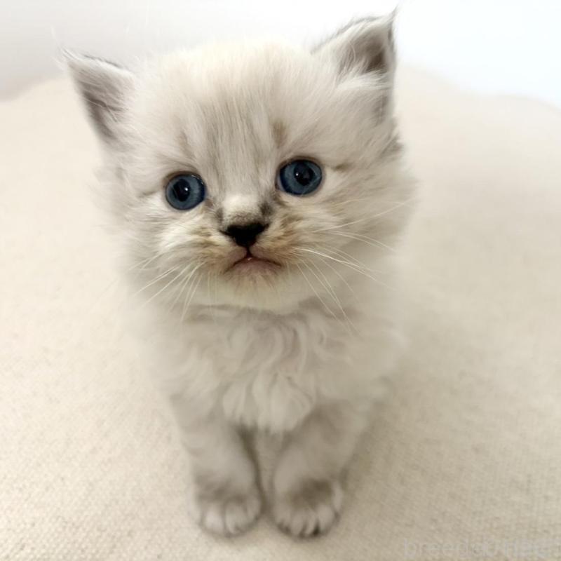 販売中の兵庫県のサイベリアン-135814の3枚目