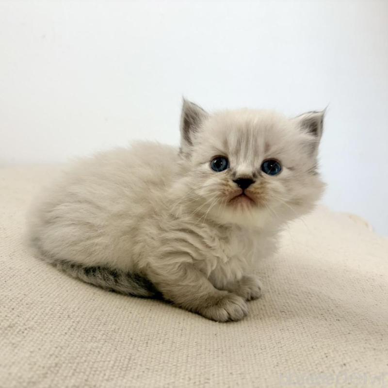 販売中の兵庫県のサイベリアン-135814の2枚目