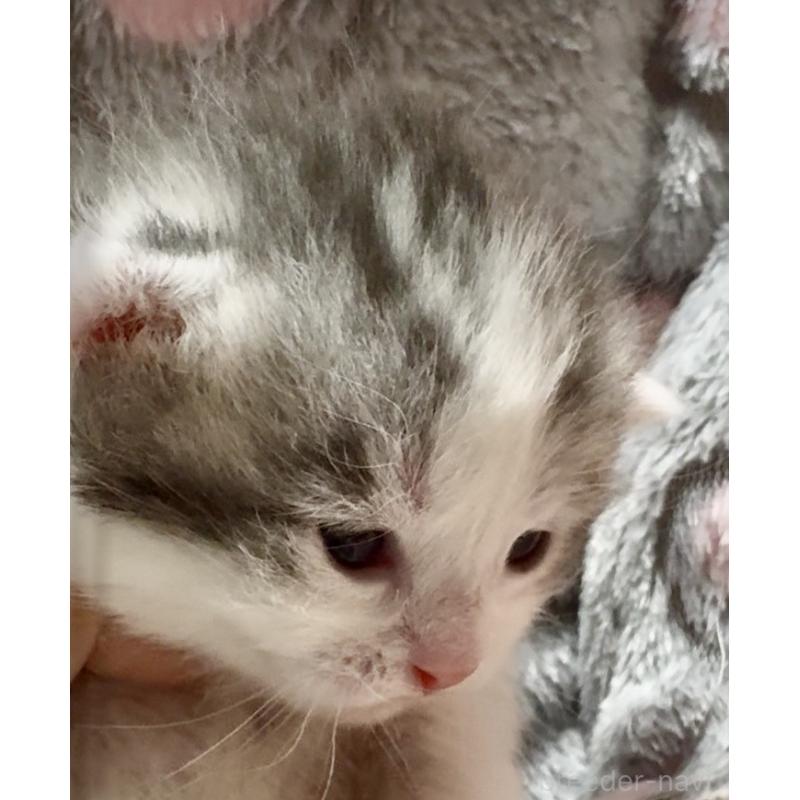 販売中の大阪府のスコティッシュストレート-135815の7枚目