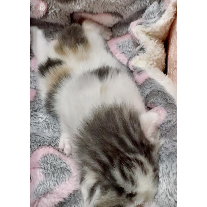 販売中の大阪府のスコティッシュストレート-135815の6枚目