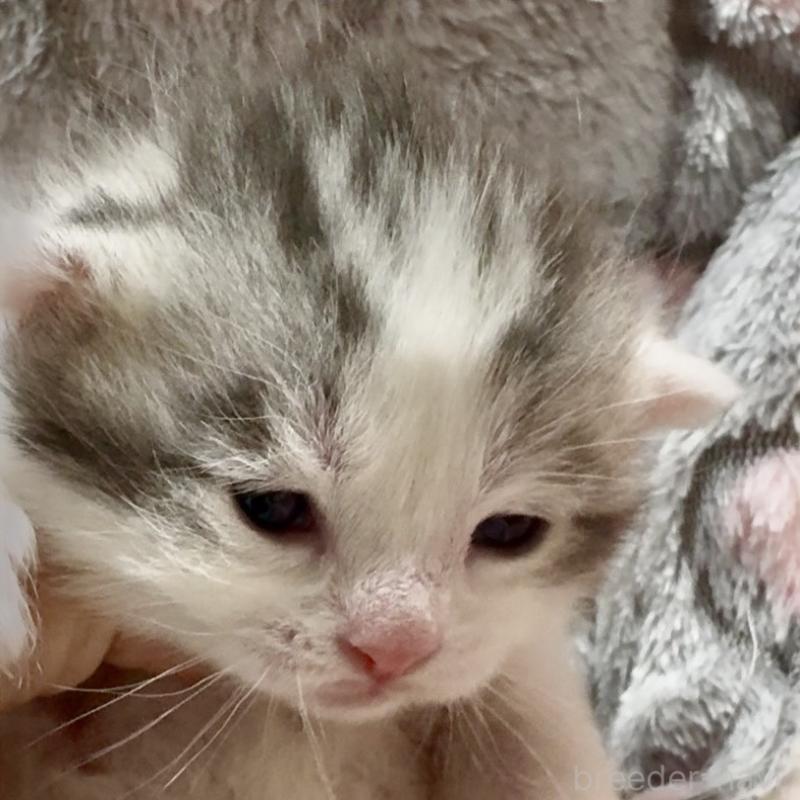 販売中の大阪府のスコティッシュストレート-135815の5枚目