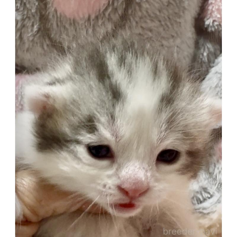 販売中の大阪府のスコティッシュストレート-135815の4枚目