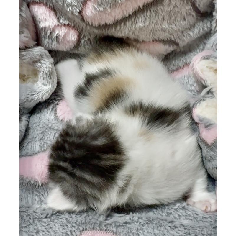 販売中の大阪府のスコティッシュストレート-135815の3枚目