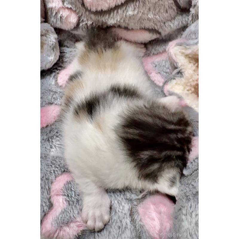 販売中の大阪府のスコティッシュストレート-135815の2枚目