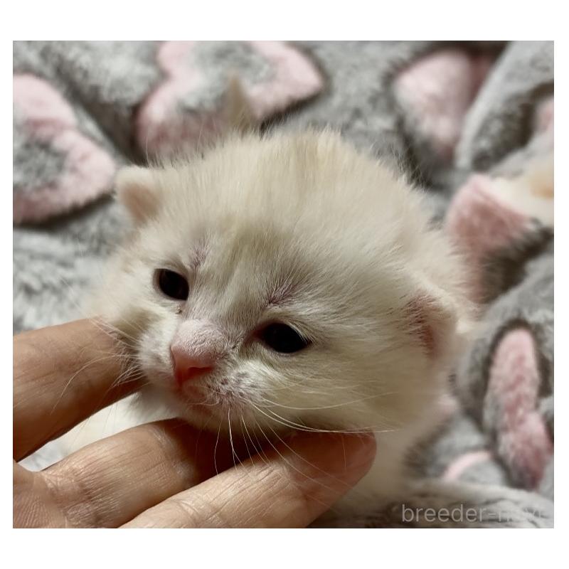 販売中の大阪府のスコティッシュストレート-135816の6枚目