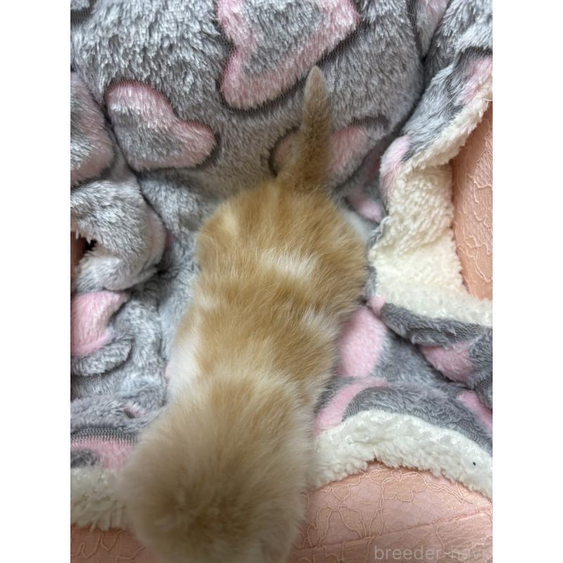 販売中の大阪府のスコティッシュストレート-135816の4枚目