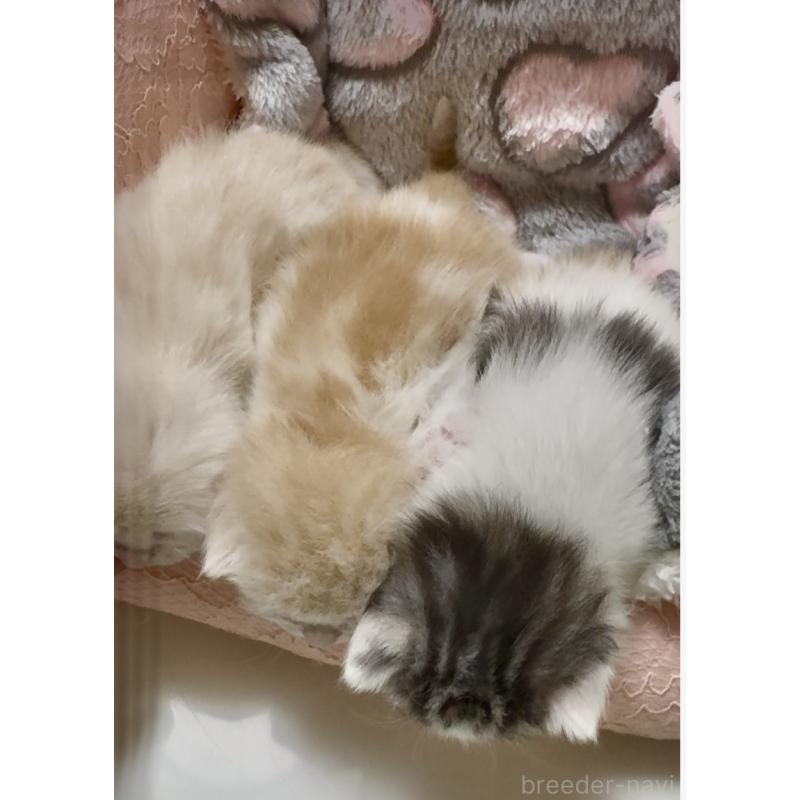 販売中の大阪府のスコティッシュストレート-135816の2枚目