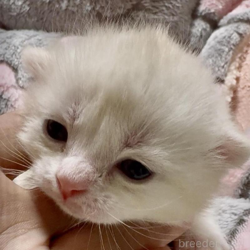 販売中の大阪府のスコティッシュストレート-135816の1枚目