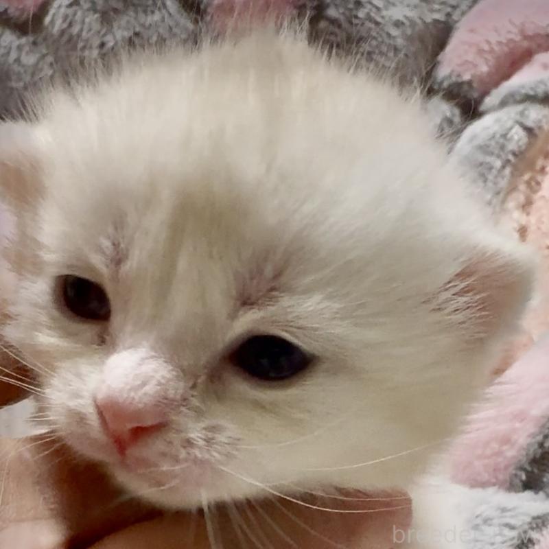 販売中の大阪府のスコティッシュストレート-135817