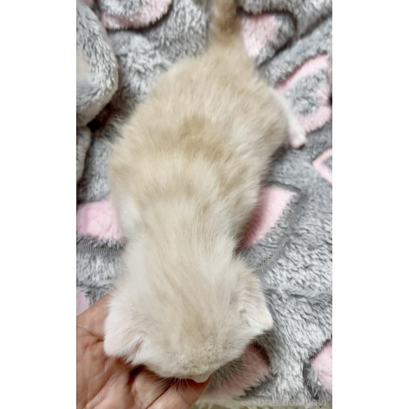 販売中の大阪府のスコティッシュストレート-135817の5枚目