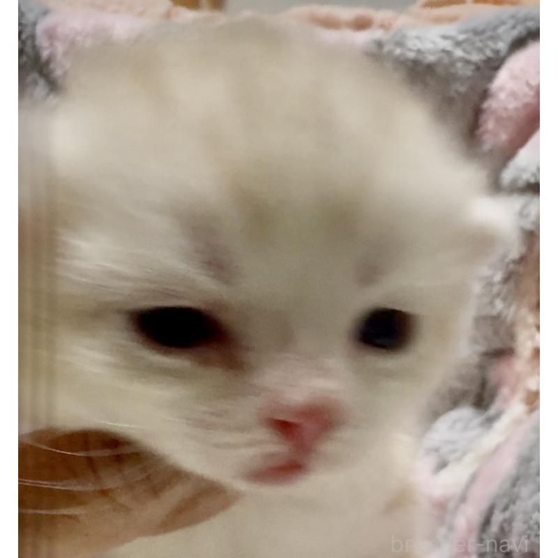 販売中の大阪府のスコティッシュストレート-135817の4枚目