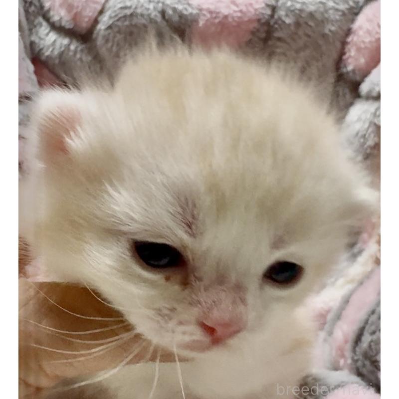 販売中の大阪府のスコティッシュストレート-135817の3枚目