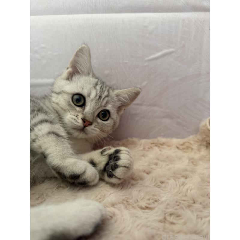 販売中の神奈川県のアメリカンショートヘア-135818の4枚目