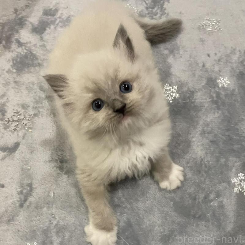 販売中の大分県のラグドール-135819の1枚目