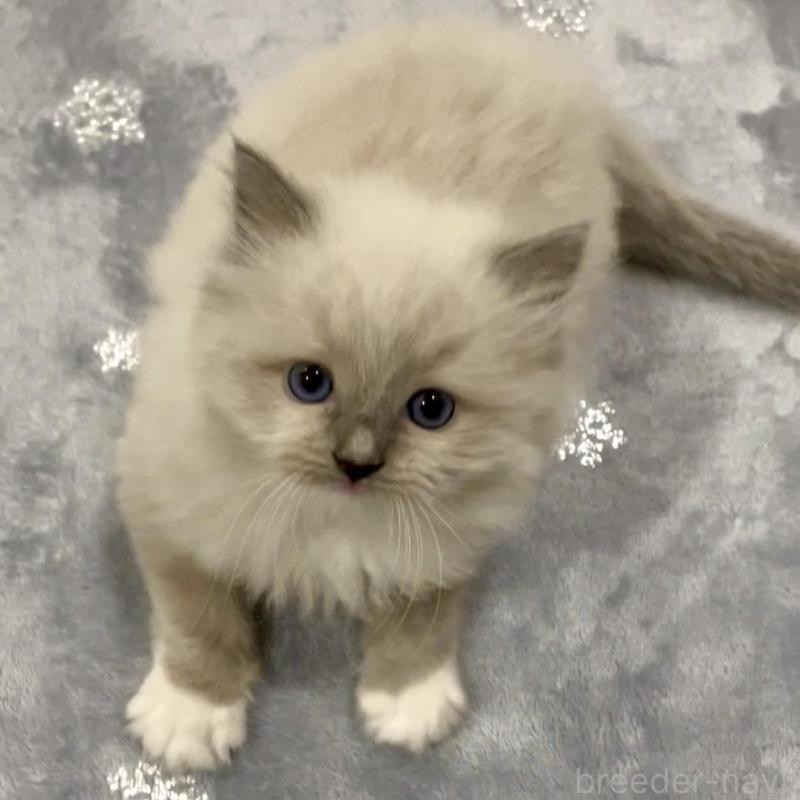 販売中の大分県のラグドール-135819の6枚目