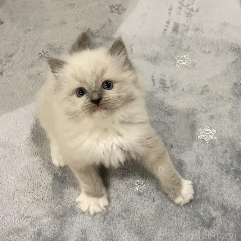 販売中の大分県のラグドール-135819の5枚目