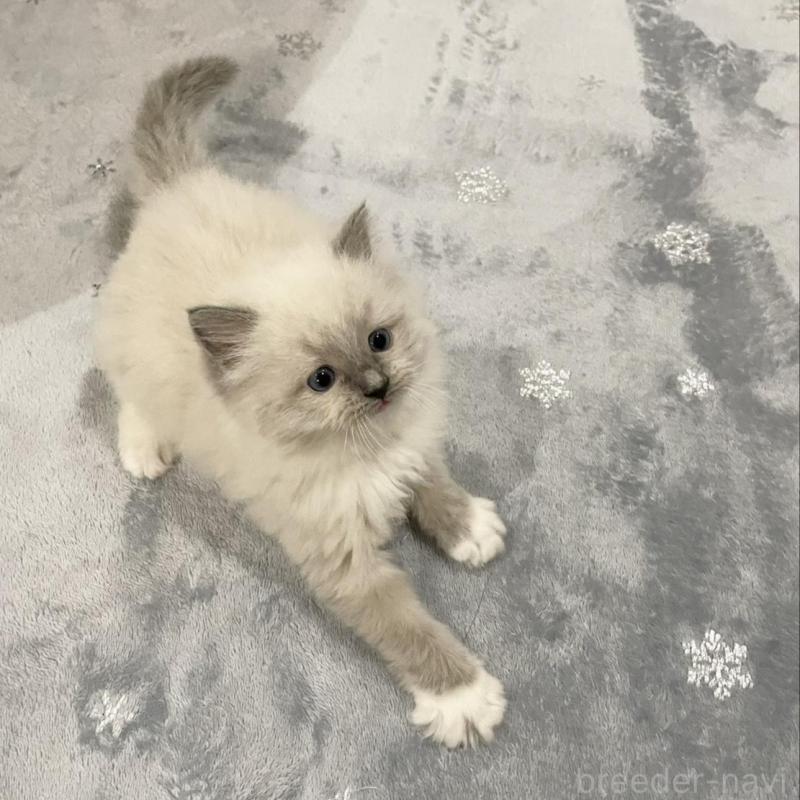 販売中の大分県のラグドール-135819の4枚目