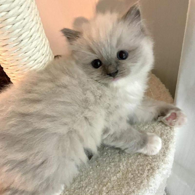 販売中の大分県のラグドール-135819の3枚目