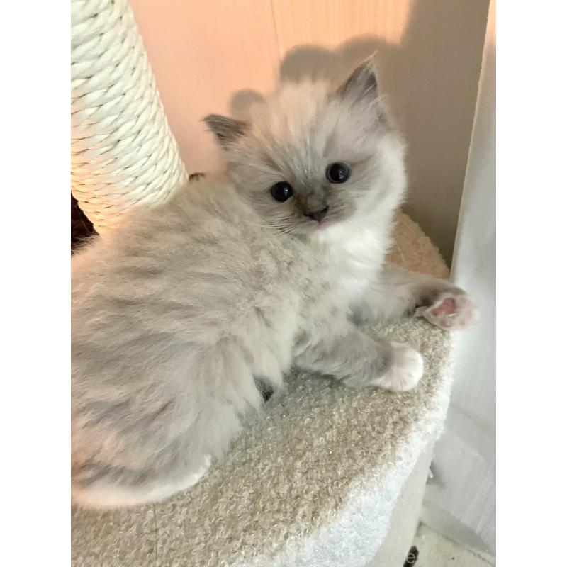 販売中の大分県のラグドール-135819の2枚目