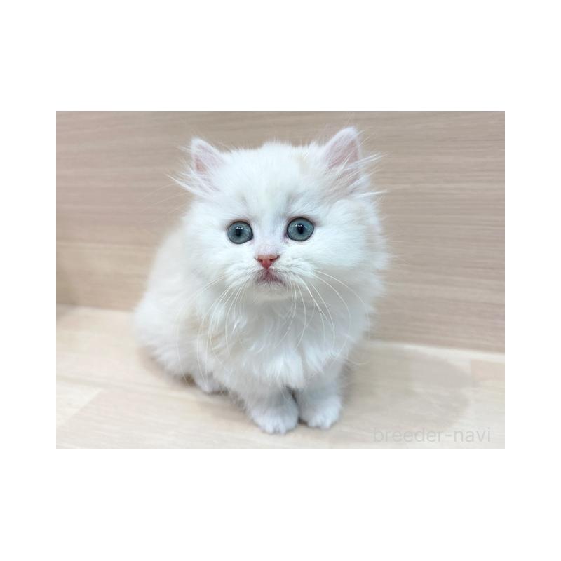 販売中の東京都のミヌエット(短足)-135820