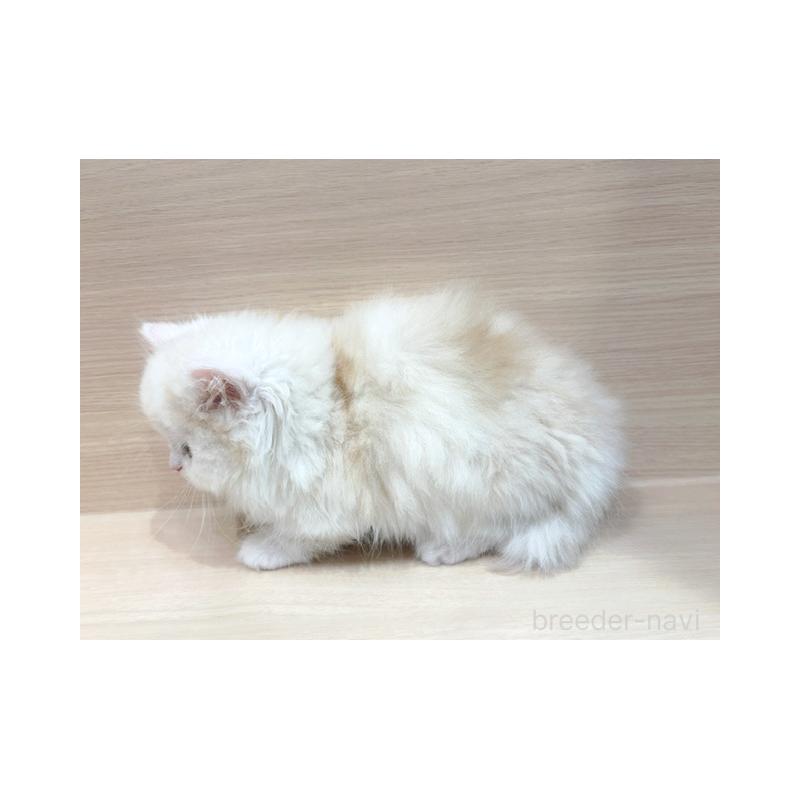 販売中の東京都のミヌエット(短足)-135820の5枚目