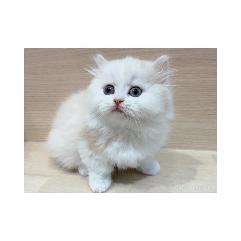 販売中の東京都のミヌエット(短足)-135820の3枚目