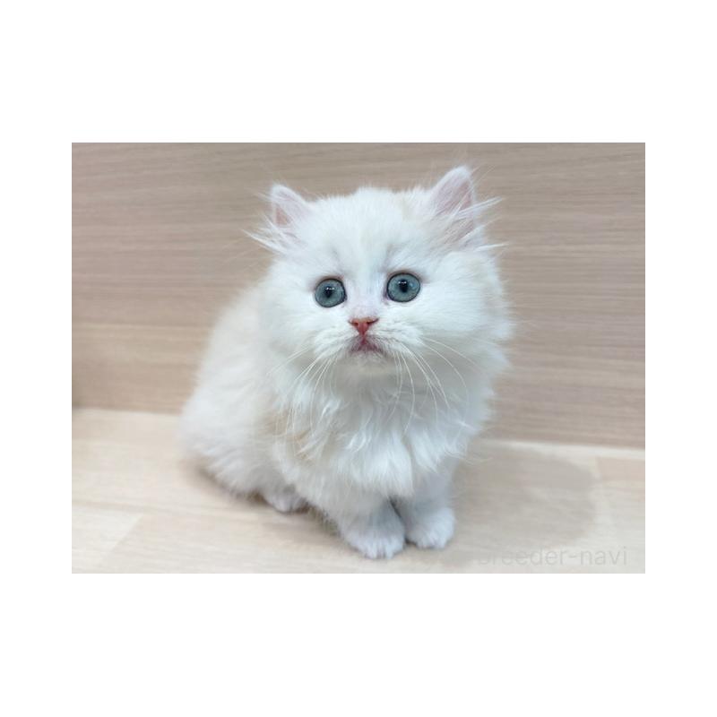 販売中の東京都のミヌエット(短足)-135820の2枚目