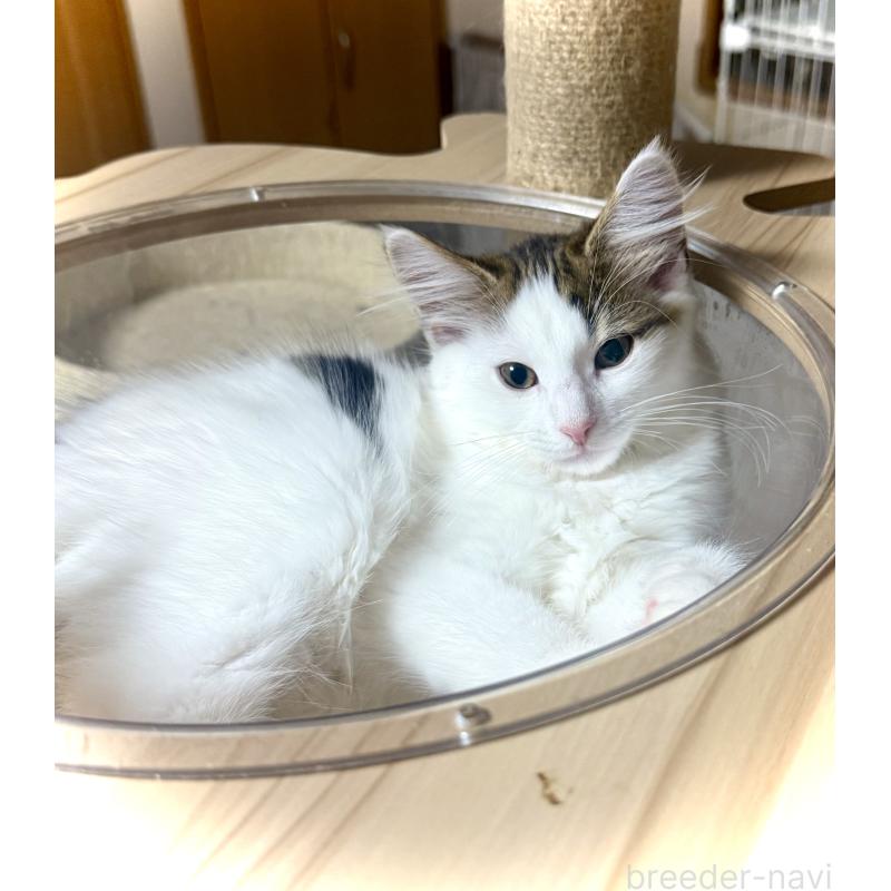 販売中の東京都のノルウェージャンフォレストキャット-133211の4枚目