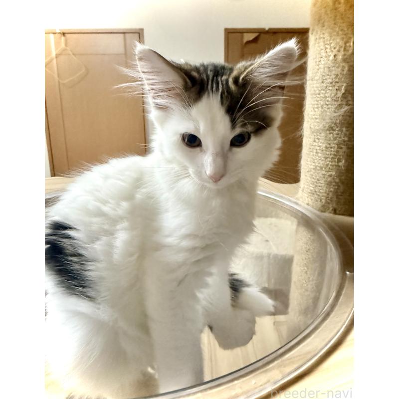 販売中の東京都のノルウェージャンフォレストキャット-133211の3枚目