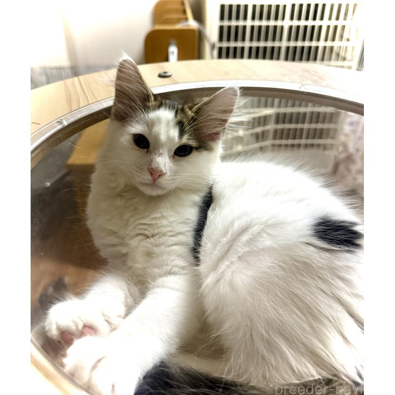 販売中の東京都のノルウェージャンフォレストキャット-133211の2枚目