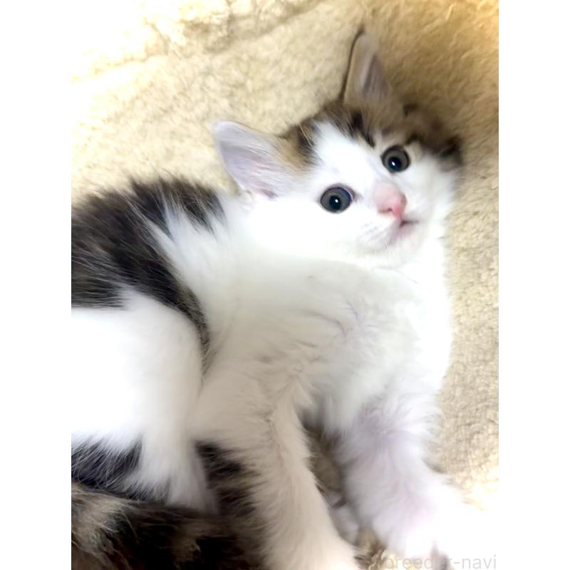 販売中の東京都のノルウェージャンフォレストキャット-134870の2枚目