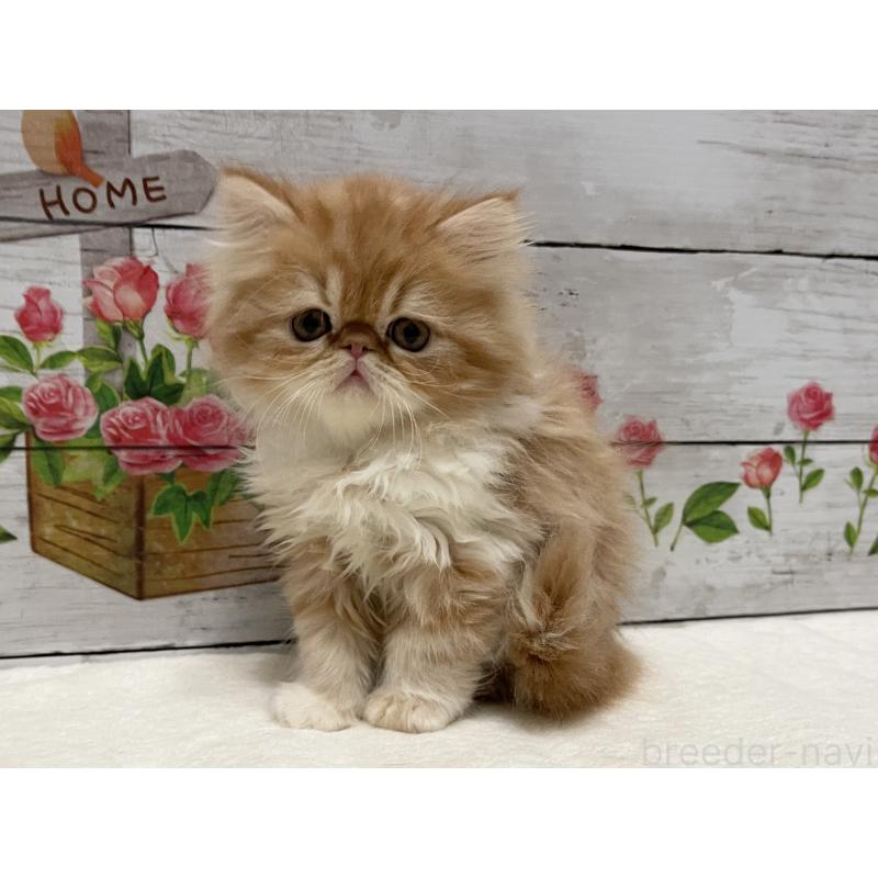 販売中の山梨県のエキゾチックロングヘア-135821の1枚目