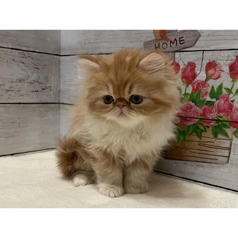 販売中の山梨県のエキゾチックロングヘア-135821の8枚目