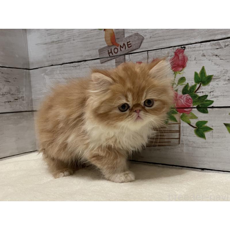 販売中の山梨県のエキゾチックロングヘア-135821の7枚目