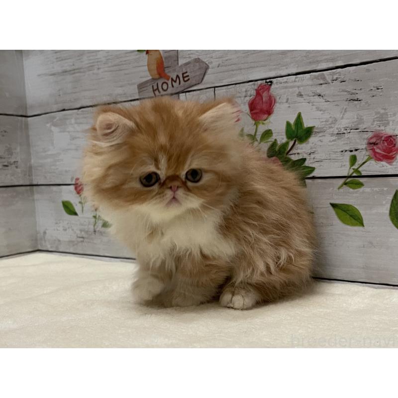 販売中の山梨県のエキゾチックロングヘア-135821の6枚目