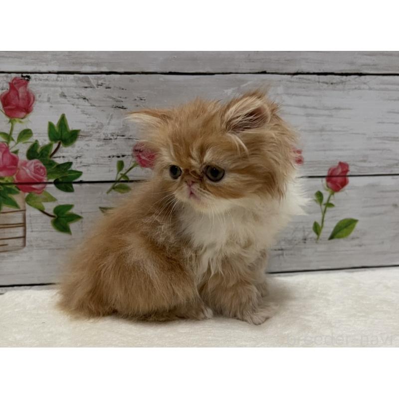 販売中の山梨県のエキゾチックロングヘア-135821の5枚目