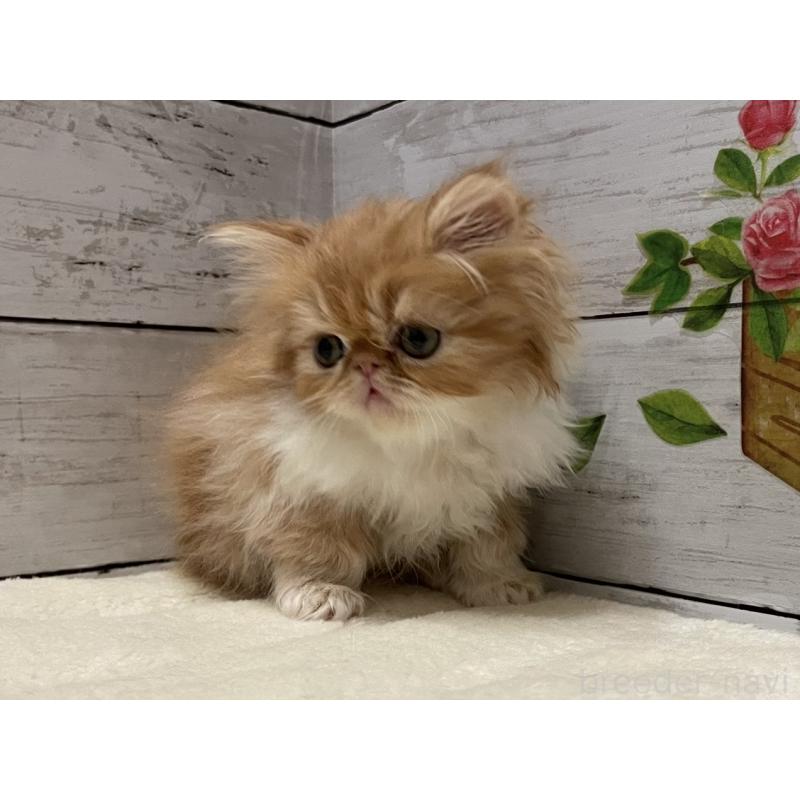 販売中の山梨県のエキゾチックロングヘア-135821の4枚目