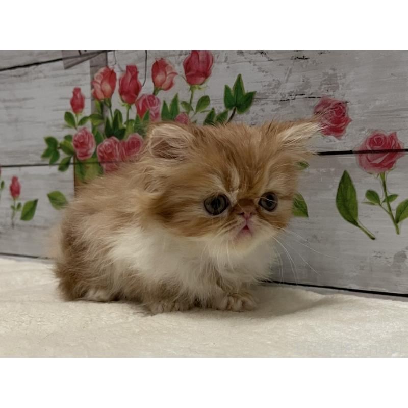 販売中の山梨県のエキゾチックロングヘア-135821の3枚目