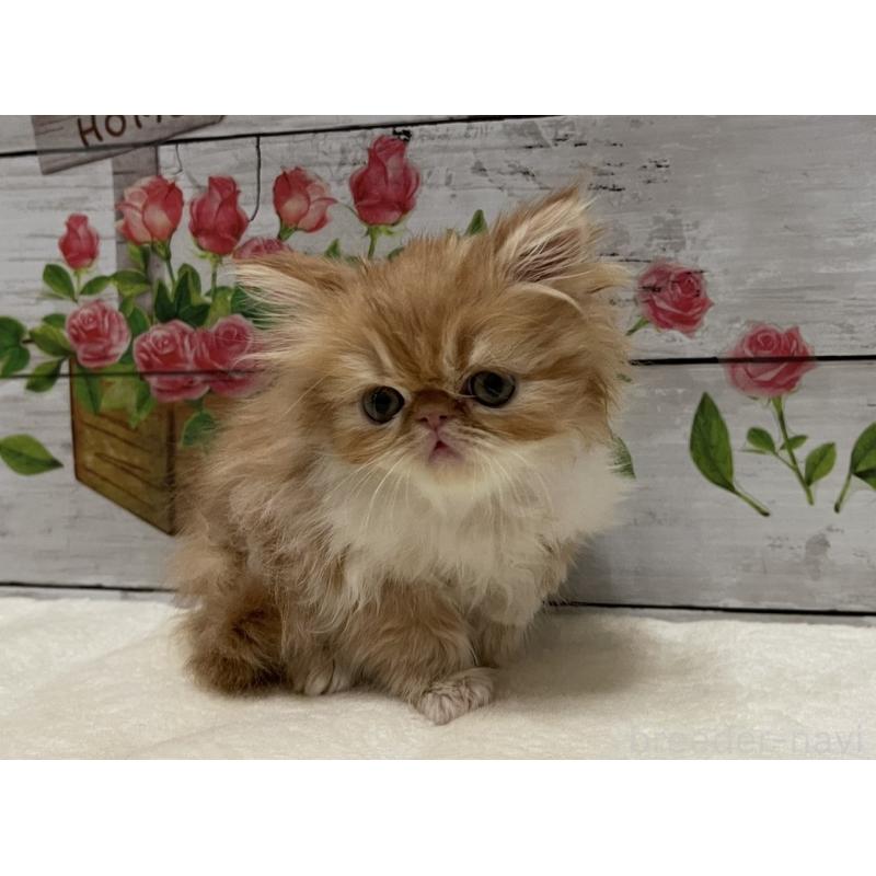 販売中の山梨県のエキゾチックロングヘア-135821の2枚目